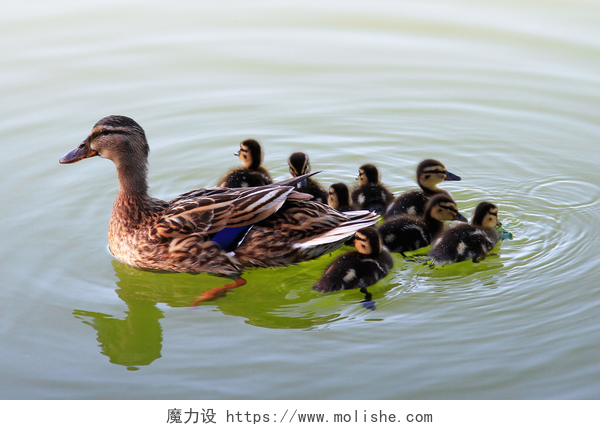 一群小鸭子在湖里游泳鸭小鸭子在湖游泳